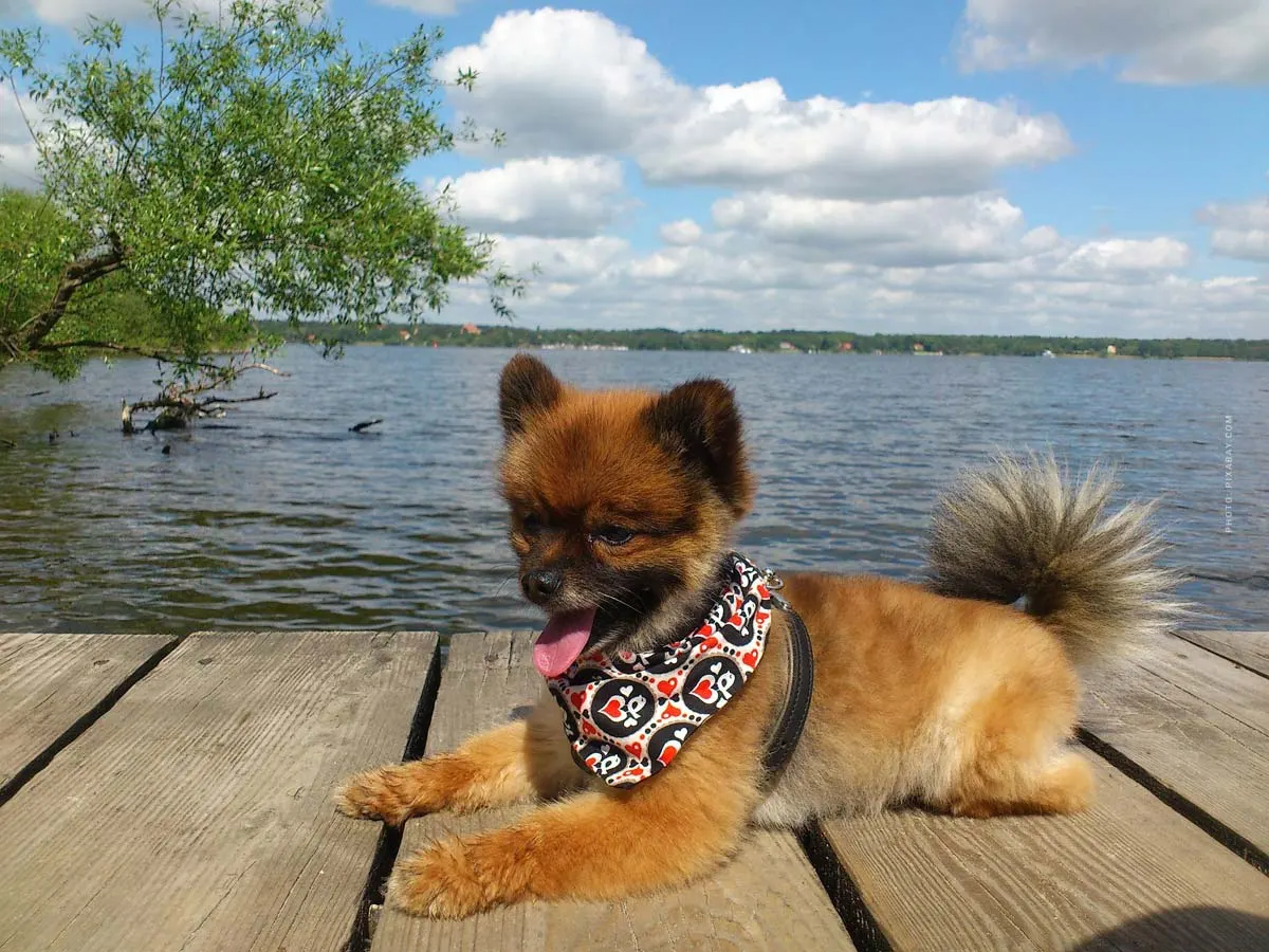 Basisuitrusting voor puppy's en honden: 6 must-haves! Eten, kom, leiband, halsband, deken, ... - Checklist