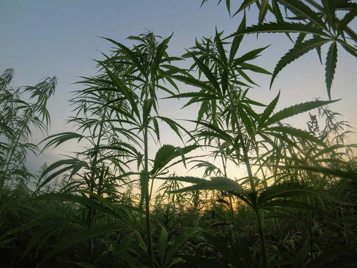 Cannabisvariëteiten: de beste en populairste variëteiten