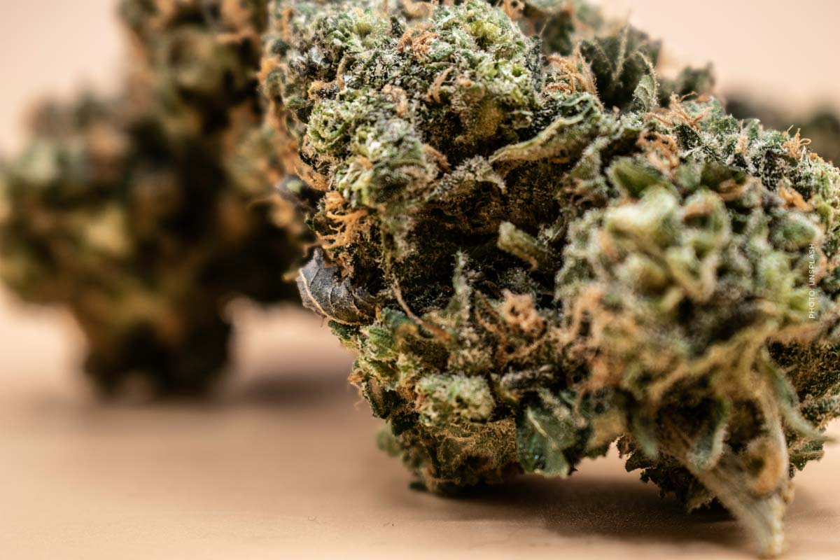 cannabis-bayern-produktion-hersteller-interview-weed-gras-deutschland-blute