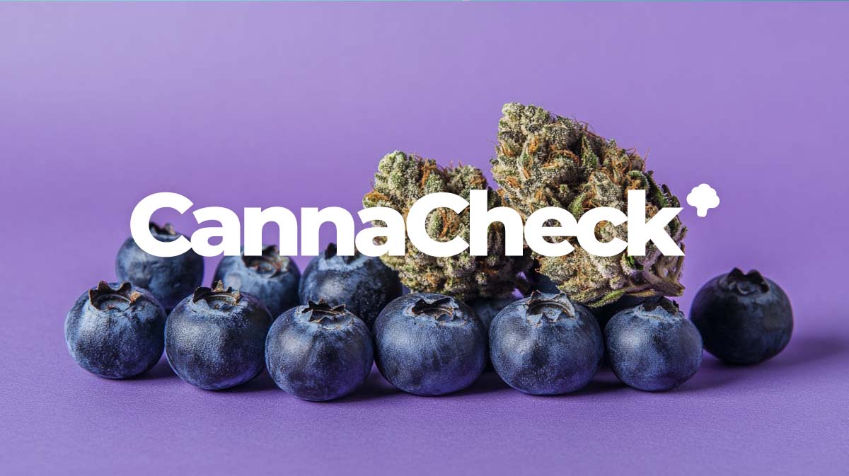 Cannabis prijsvergelijking: Betaalbare buds, apotheek en online recept