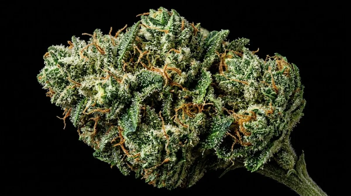 Cannabis Sorten Indica Sativa Hybrid Og Kush White Widow Terpene Vergleich