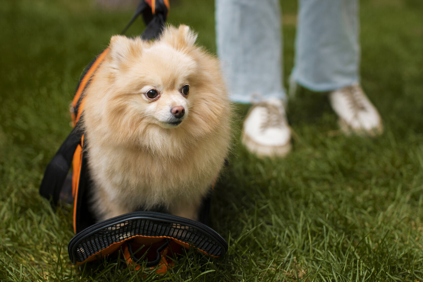 Pomerianentraining: tips voor puppy's en volwassen Pomeranians pomeranian erziehung hund besitzerin outdoor zusammen zwergspitz training spaziergang